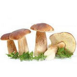 FRESH PORCINI MUSHROOM