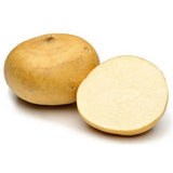 JICAMA FROM MEXICO