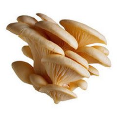 OYSTER MUSHROOMS FROM USA