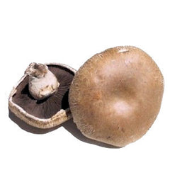 PORTOBELLO MUSHROOM