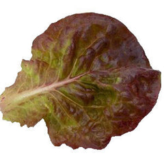 RED LEAF LETTUCE