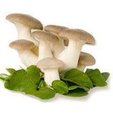 ROYAL TRUMPET MUSHROOMS