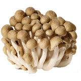 FINC BROWN BEECH MUSHROOM