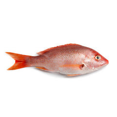 WHOLE RED SNAPPER FROM USA