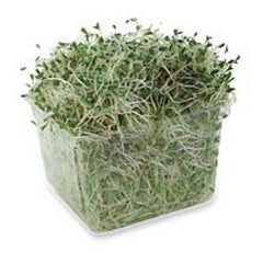 ALFALFA SPROUTS