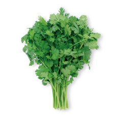 CILANTRO FROM USA