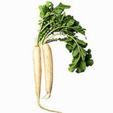 DAIKON RADISH FROM USA