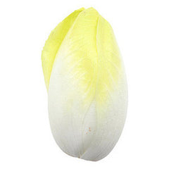 ENDIVE FROM USA