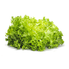 ESCAROLE LETTUCE FROM USA