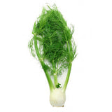 FENNEL (ANISE) FROM MEXICO