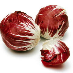 FRESH RADICCHIO FROM NETHERLANDS