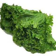 GREEN LEAF LETTUCE