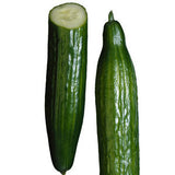 HOUSE CUCUMBER FROM CANADA