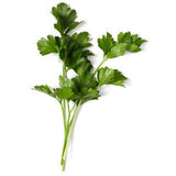 ITALIAN PARSLEY FROM USA