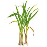 LEMONGRASS FROM USA