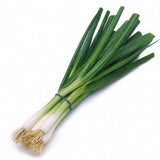 ONION SCALLIONS FROM MEXICO