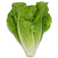 ROMAINE LETTUCE FROM USA