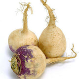 RUTABAGA FROM CANADA