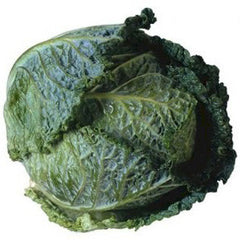 SAVOY CABBAGE