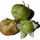 TOMATILLOS FROM USA