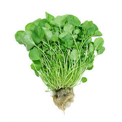 WATERCRESS FROM MEXICO